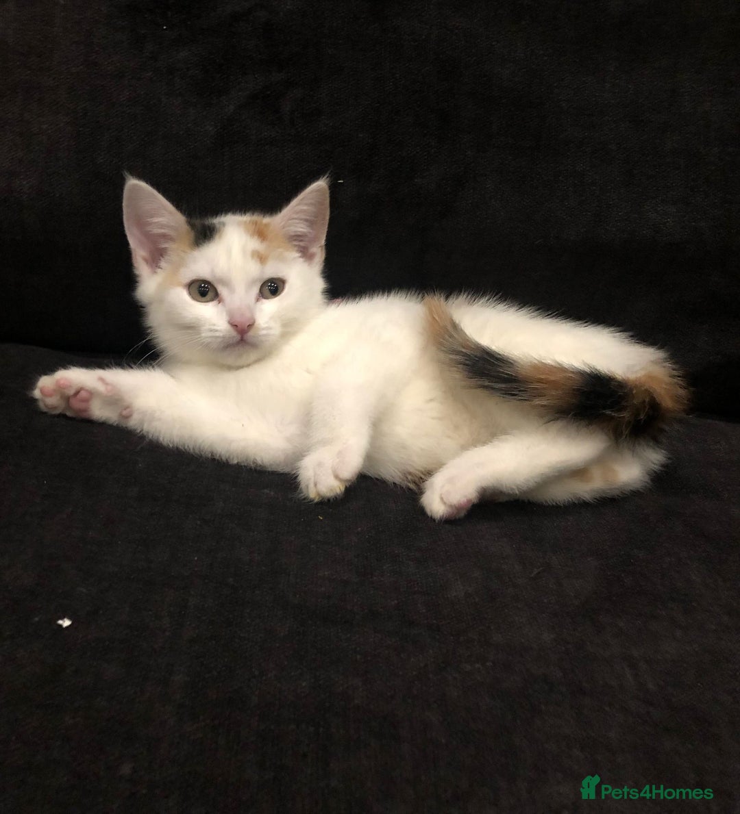 Mixed Breed cats for sale: Ginger and Tortie Kittens 2 available  - Image 10