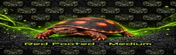 Tortoise reptiles for sale: 🐢 Tortoise Babies 🐢 - Advert 3