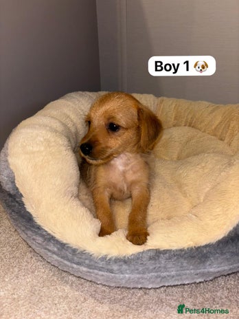 Jackapoo dogs - Advert 2