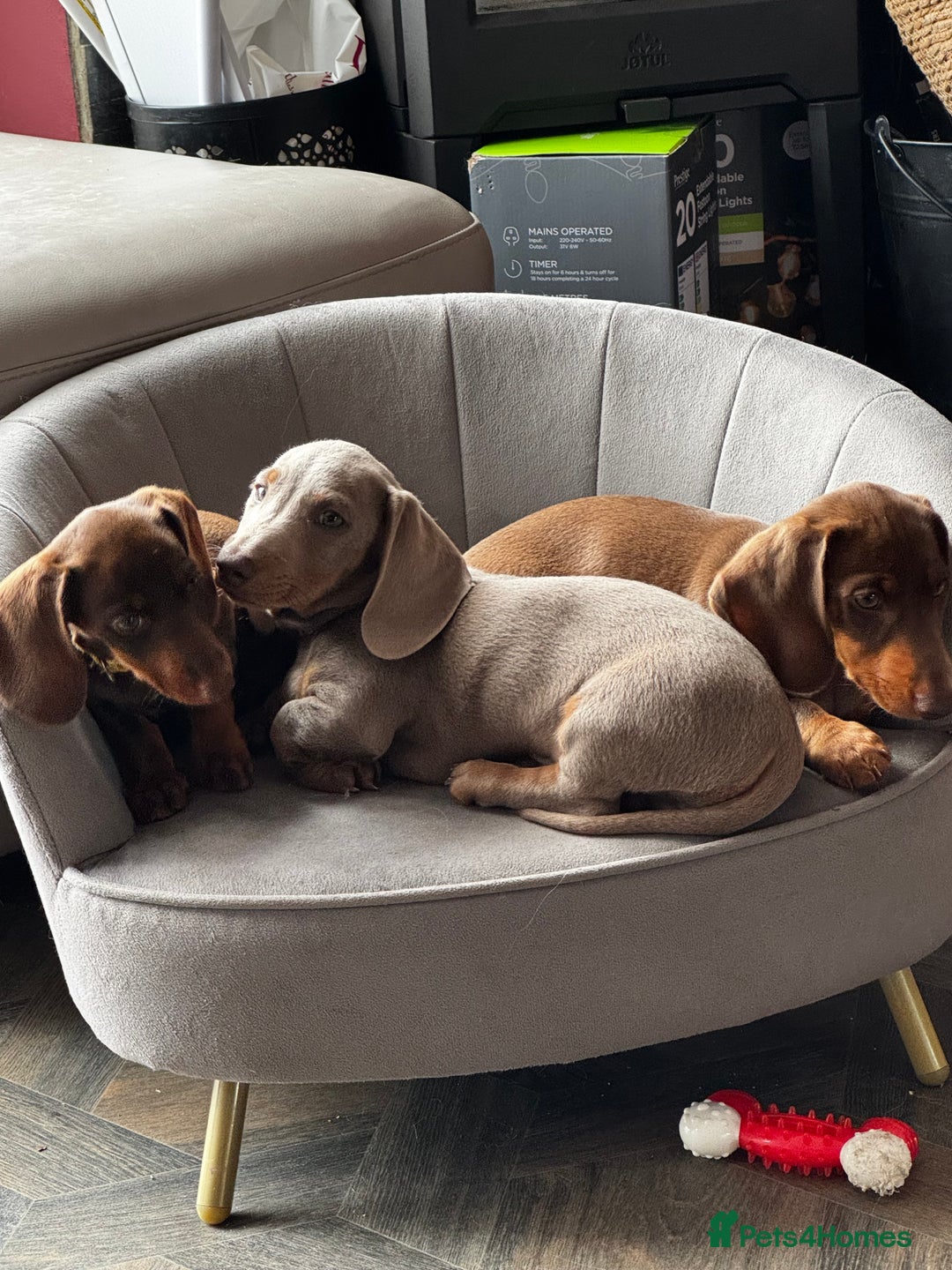 Miniature Dachshund dogs for sale: READY NOW Stunning miniature dachshund pups in Mirfield - Image 21