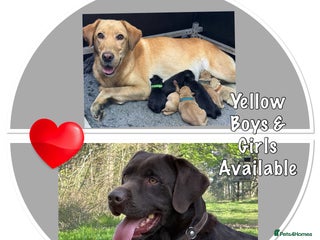 Labrador Retriever dogs Kennel Club Registered Labrador puppies - Advert 16