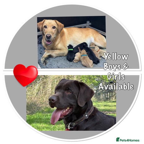 Labrador Retriever dogs - Advert 2