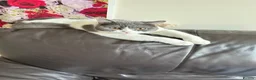 British Shorthair cats for sale: Champion British shorthair GCCF boy x1 girl x 1 - Advert 9
