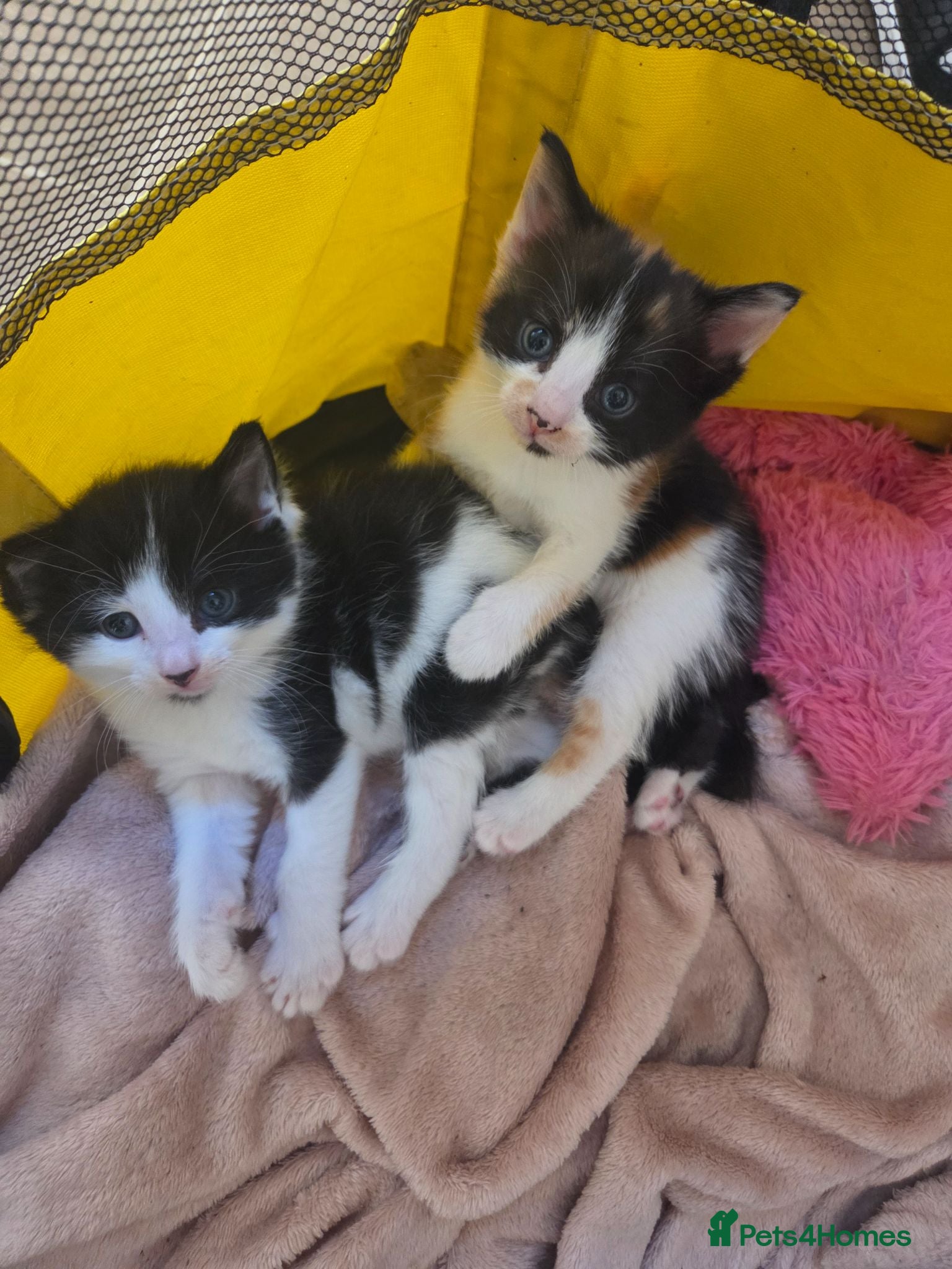 Mixed Breed cats Beautiful mixed kittens - Advert 10