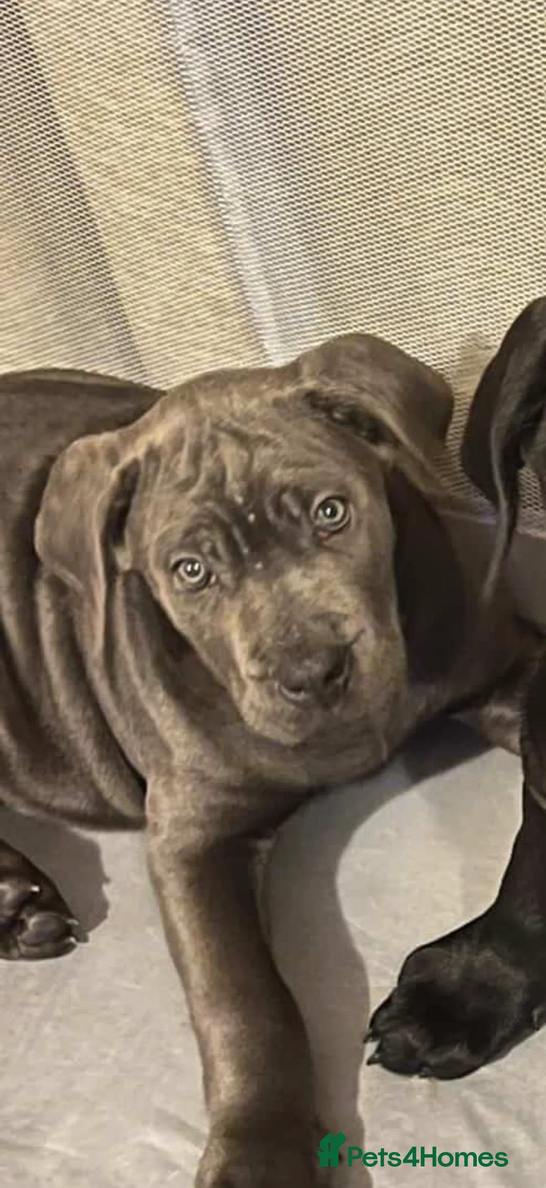 Cane Corso dogs for sale: Pure Cane Corso For Sale - Advert 2