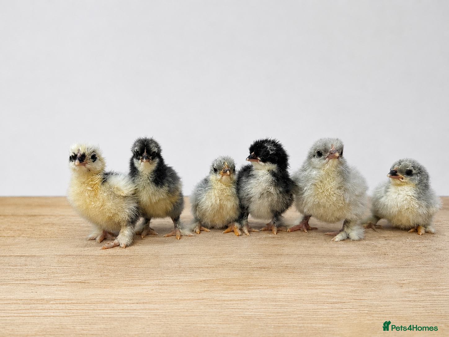 Chickens poultry Day Old (1st June)Lavender/Blue Mottled Pekins - Advert 14