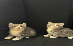 Mixed Breed cats for sale: Beautiful kittens  - Image 5