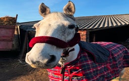 English Warmblood horses for sale: 16hh Schoolmistress  - Image 38
