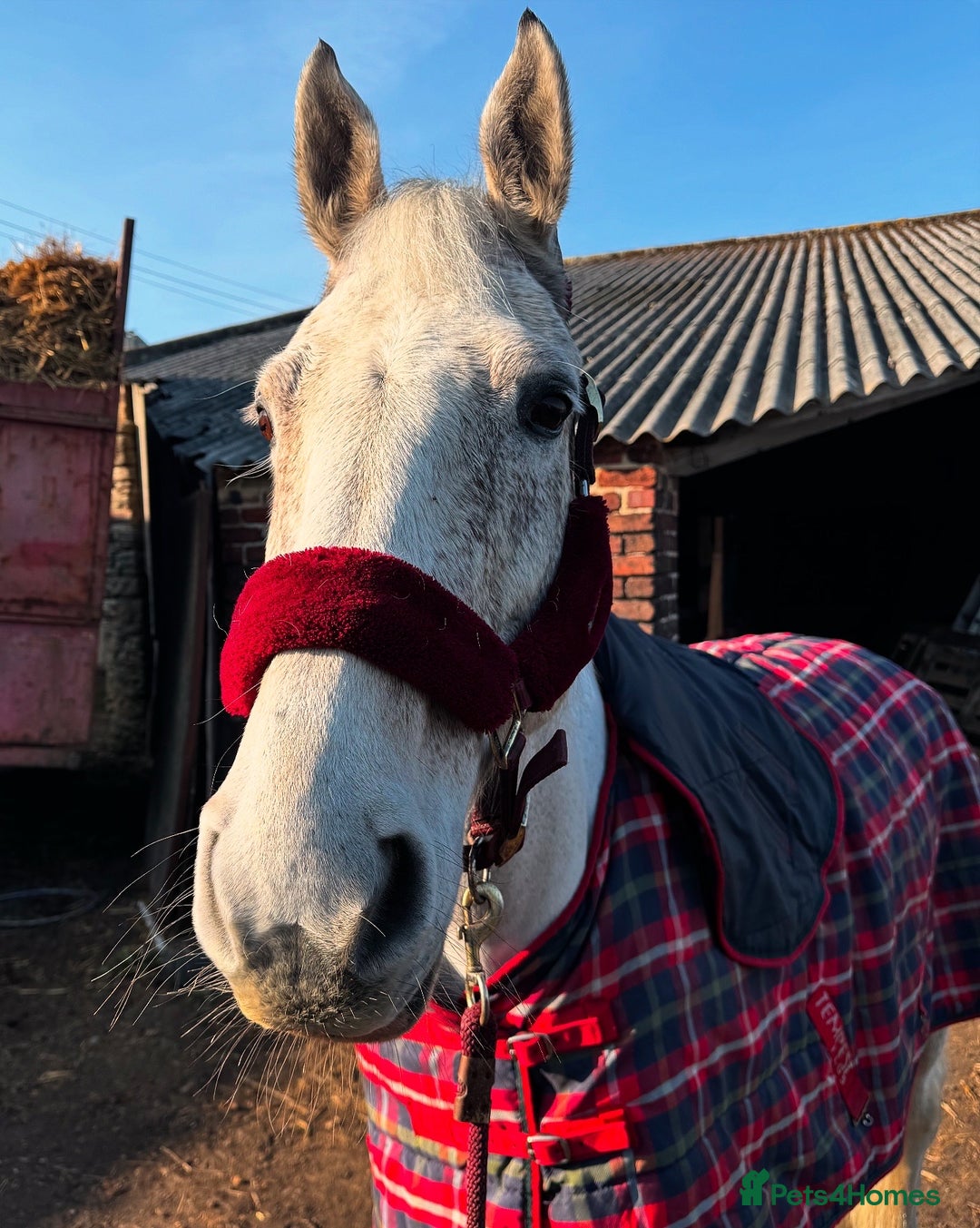 English Warmblood horses for sale: 16hh Schoolmistress  - Image 38