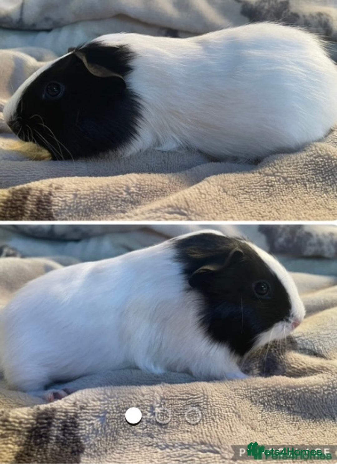 Guinea Pig rodents for sale: Pair baby boars guinea pigs  - Advert 2