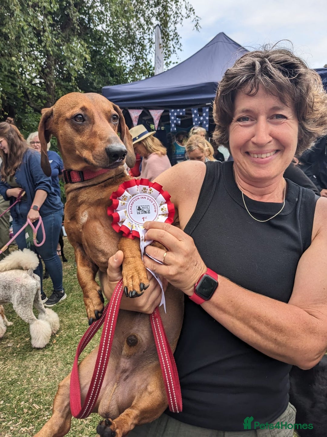 Dachshund dogs for stud: Gorgeous young Male MILO  - Image 1