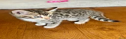 Bengal cats for sale: Bengal kitten  - Advert 6