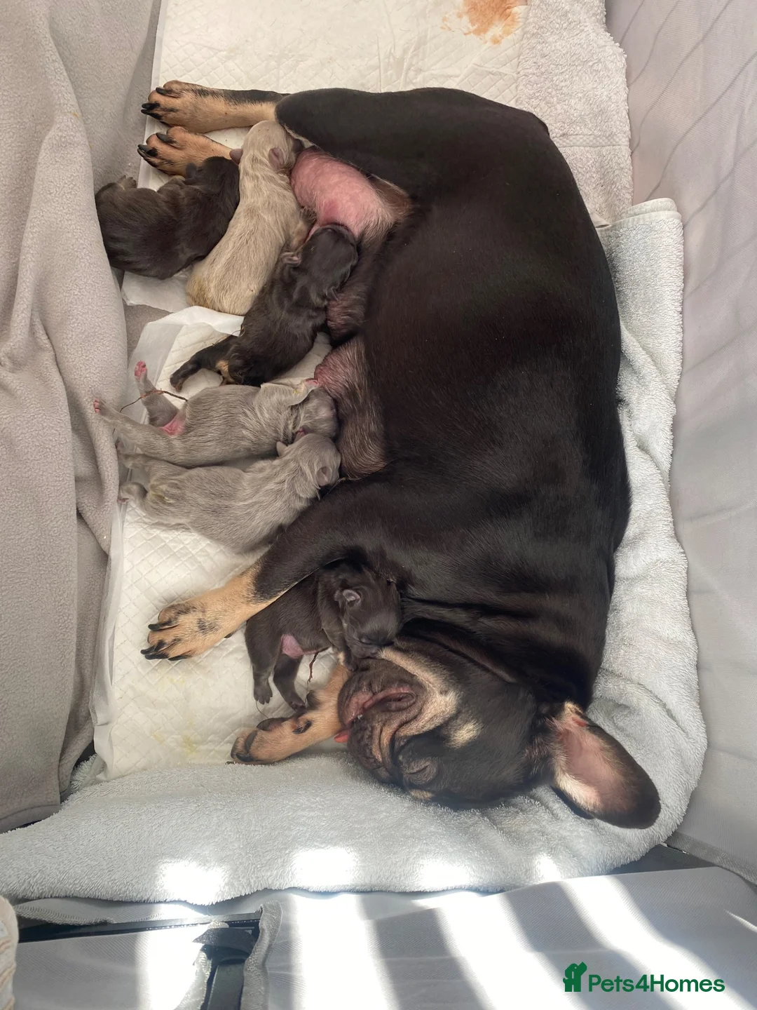 French Bulldog dogs for sale: FLUFFY FRENCH BULLDOGS LAST 2 - STUNNERS - Advert 2