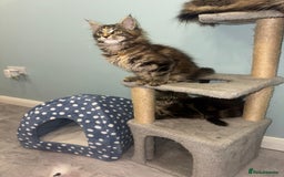 Maine Coon cats for sale: Pedigree Maine Coon kittens - Image 21