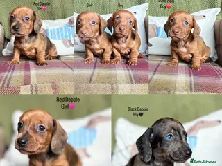Miniature Dachshund dogs SMOOTH HAIRED MINIATURE DACHSHUNDS🖤 - Advert 1