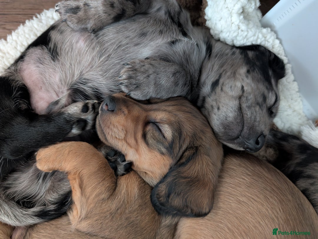 Dachshund dogs for sale: Beautiful Dachshund puppies  - Image 11