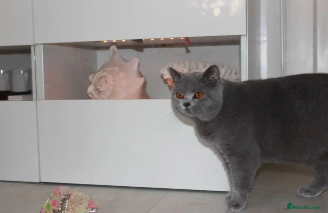British Shorthair cats for sale: Amazing British Shorthair Bicolour kittens  - Advert 2
