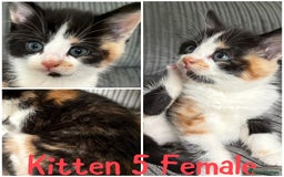 Mixed Breed cats for sale: 5 happy healthy kittens  - Image 5