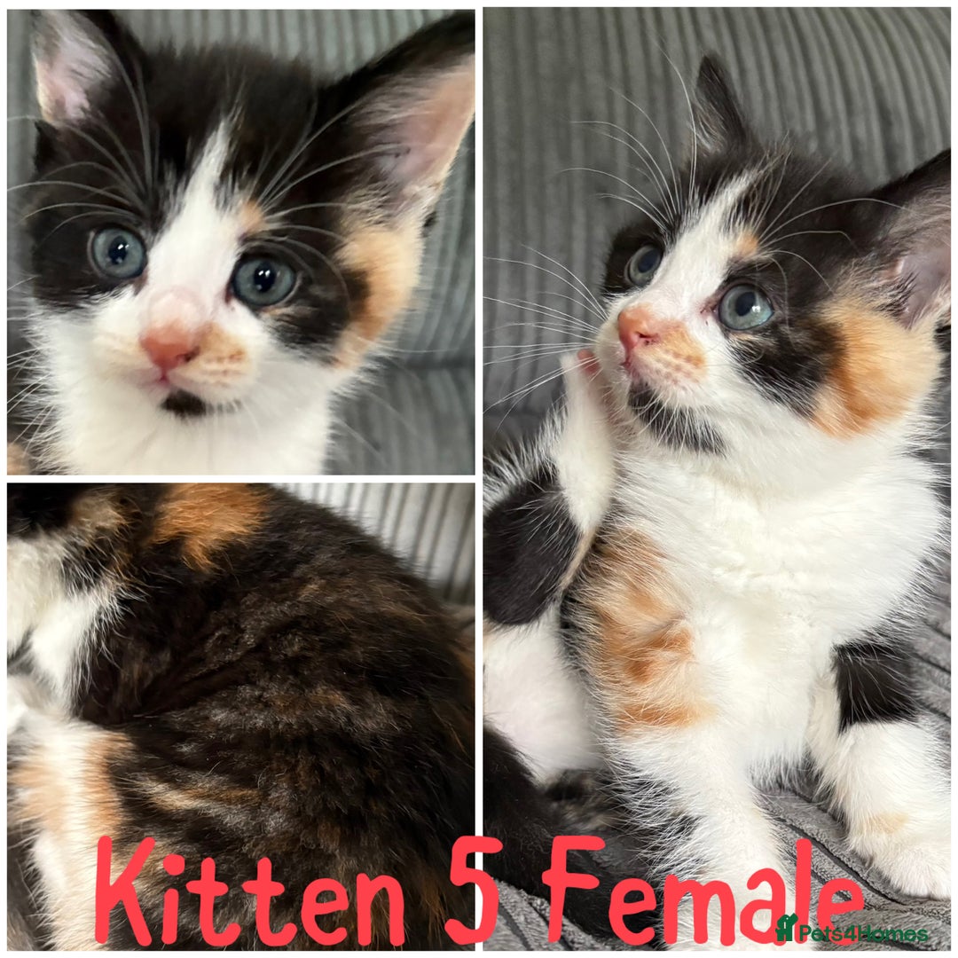 Mixed Breed cats for sale: 5 happy healthy kittens  - Image 5