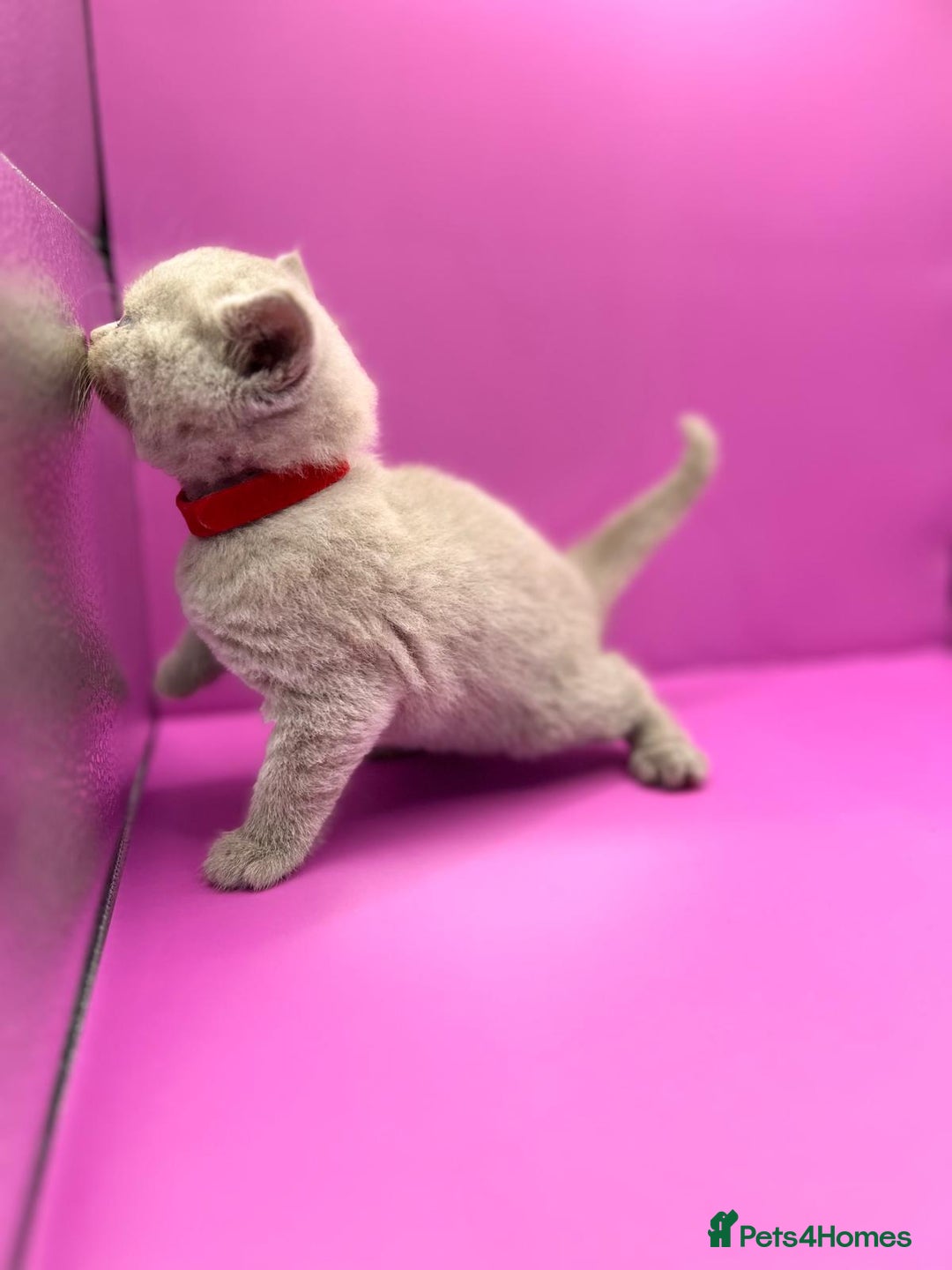 British Shorthair cats for sale: 🏆Grand Imperial Champion Sired GCCF Registered🏆  - Image 5