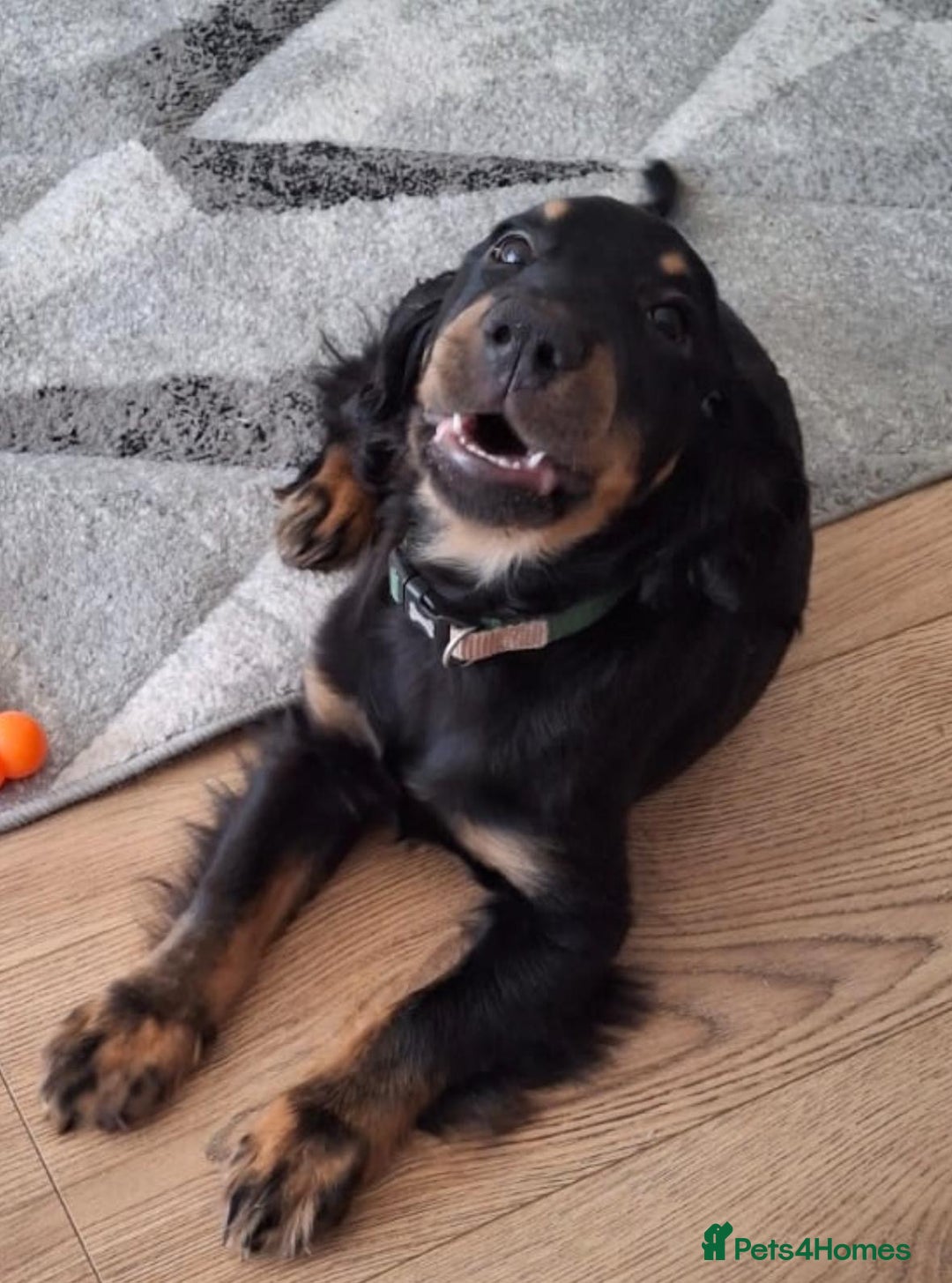 Cocker Spaniel dogs for sale: 7 month old cocker spaniel  - Image 6