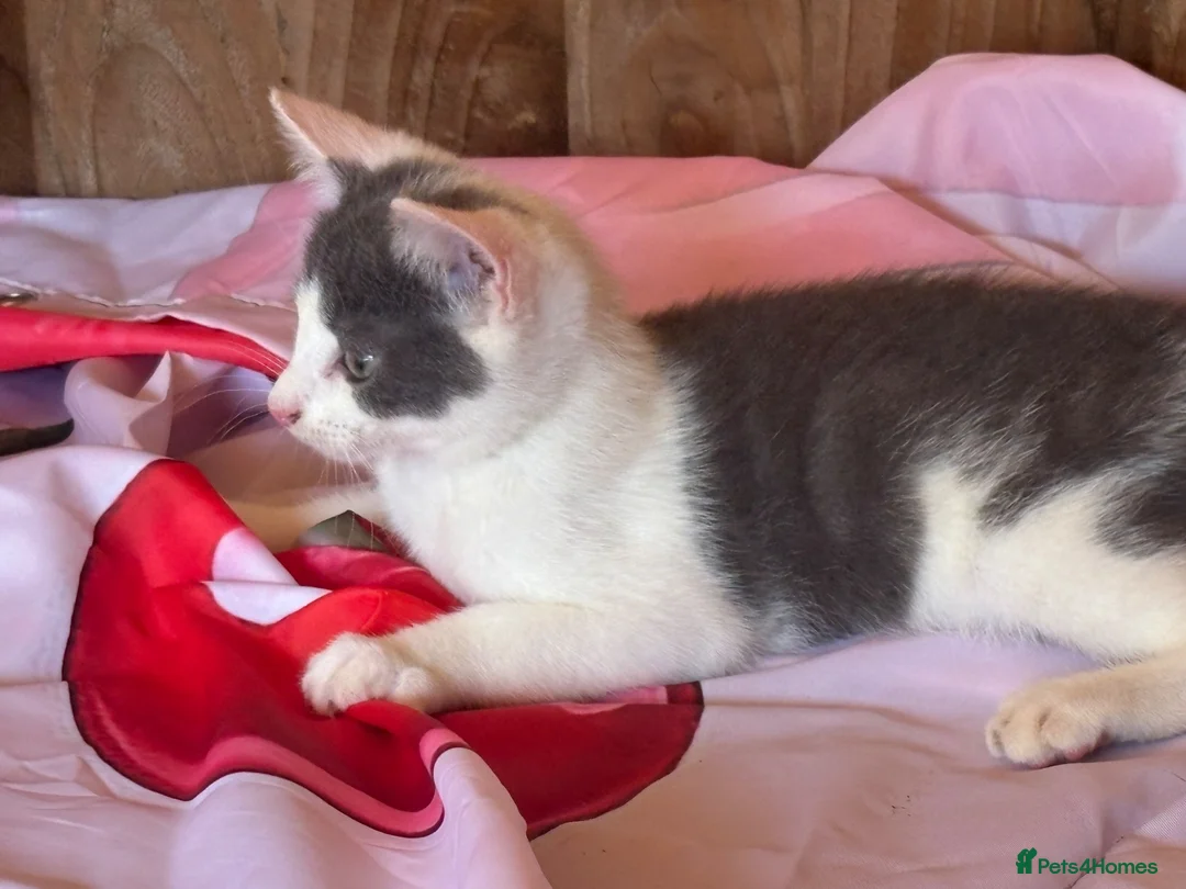 Ragdoll cats for sale: Grey and white Ragdoll X male  - Advert 2