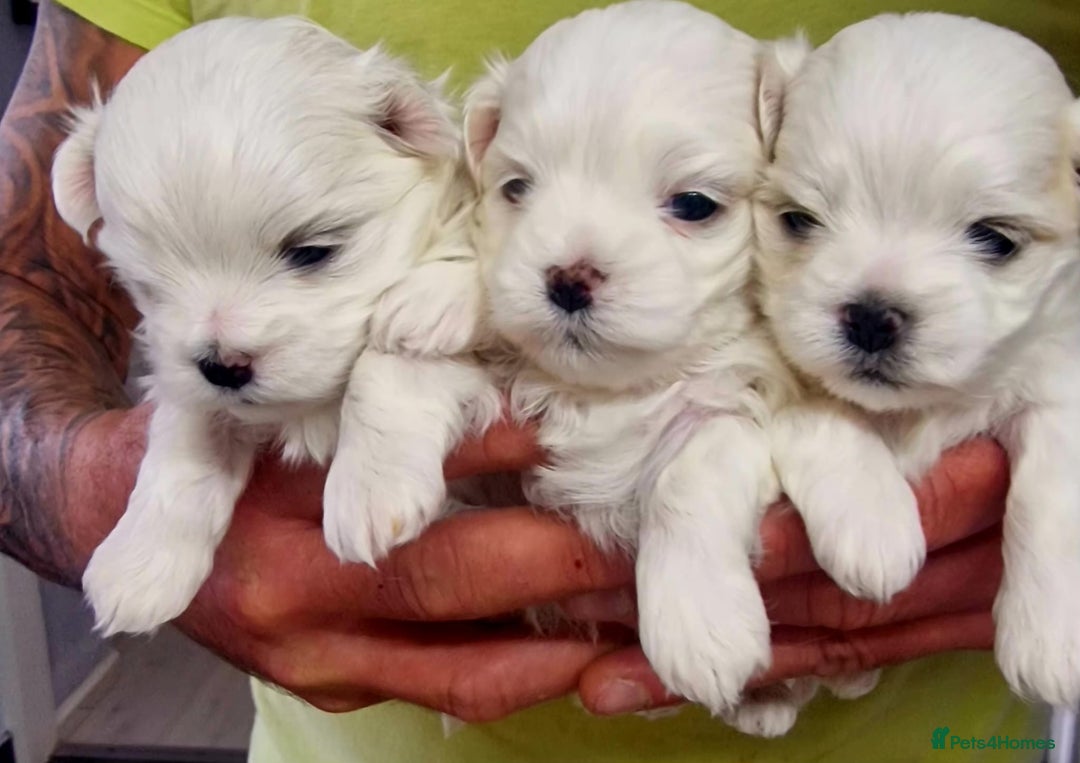 Maltese dogs for sale: Maltesse puppy  - Advert 3
