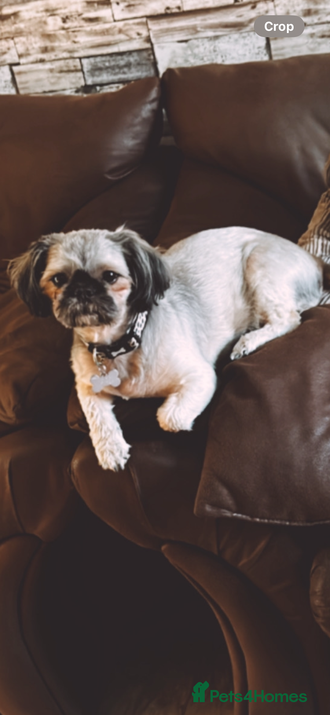 Shih Tzu dogs for sale: Shihtzu puppies - Image 5