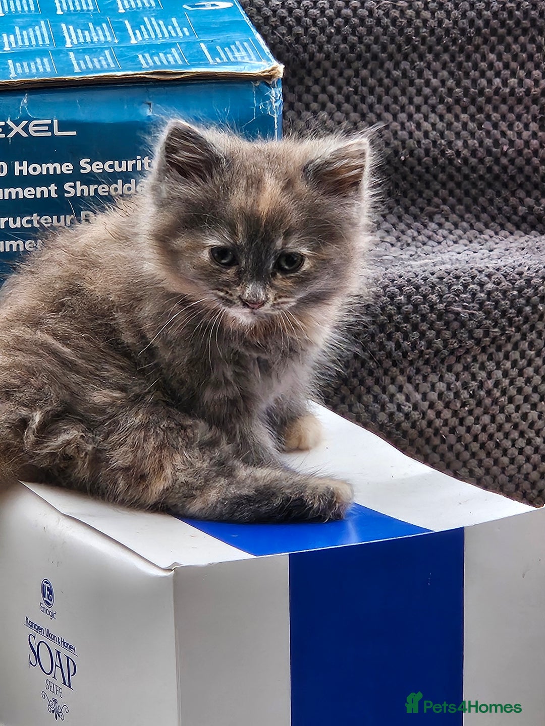 Mixed Breed cats for sale: Female fluffy kitten for sale  - Image 5