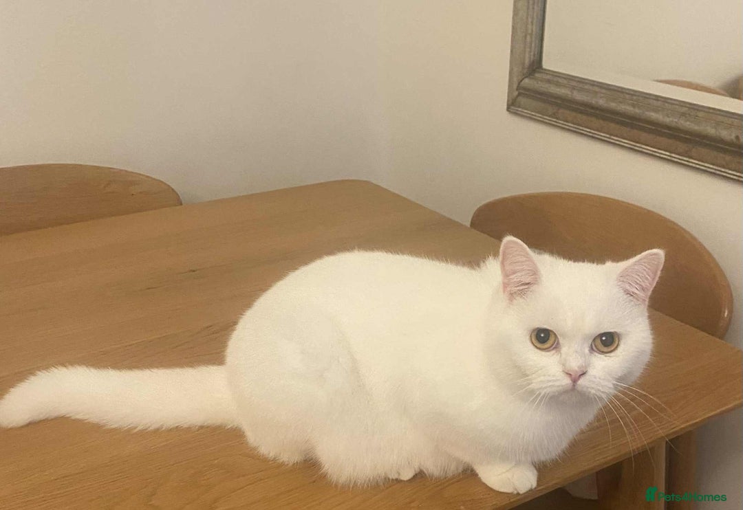 British Shorthair cats for sale: British shorthair females  - Advert 9