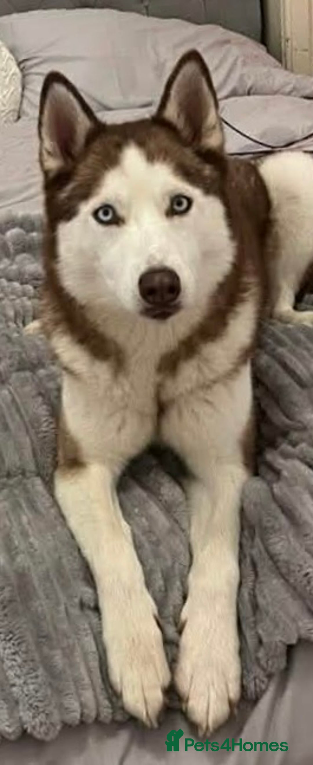 Shepsky dogs for sale: Puppies - Advert 2