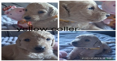 Labradoodle dogs - Advert 5