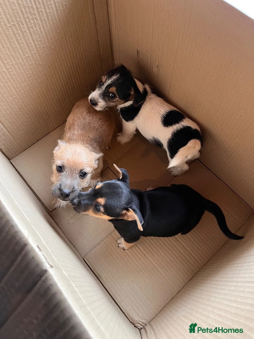Jack Russell dogs for sale: Jack Russell Puppys for sale - Advert 2