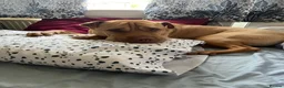 Mixed Breed dogs for sale: Loving home for King - Advert 6
