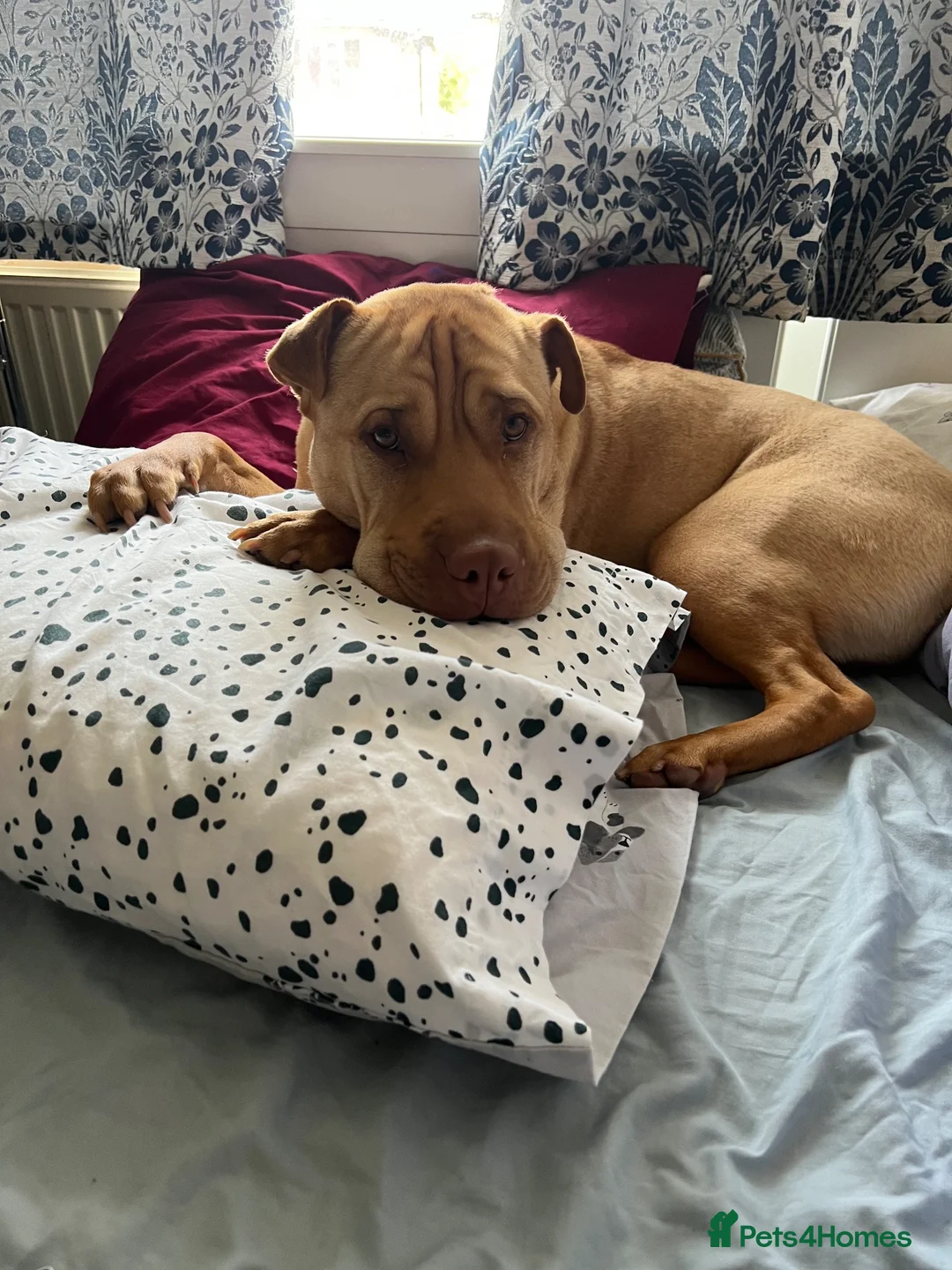 Mixed Breed dogs for sale: Loving home for King - Advert 6