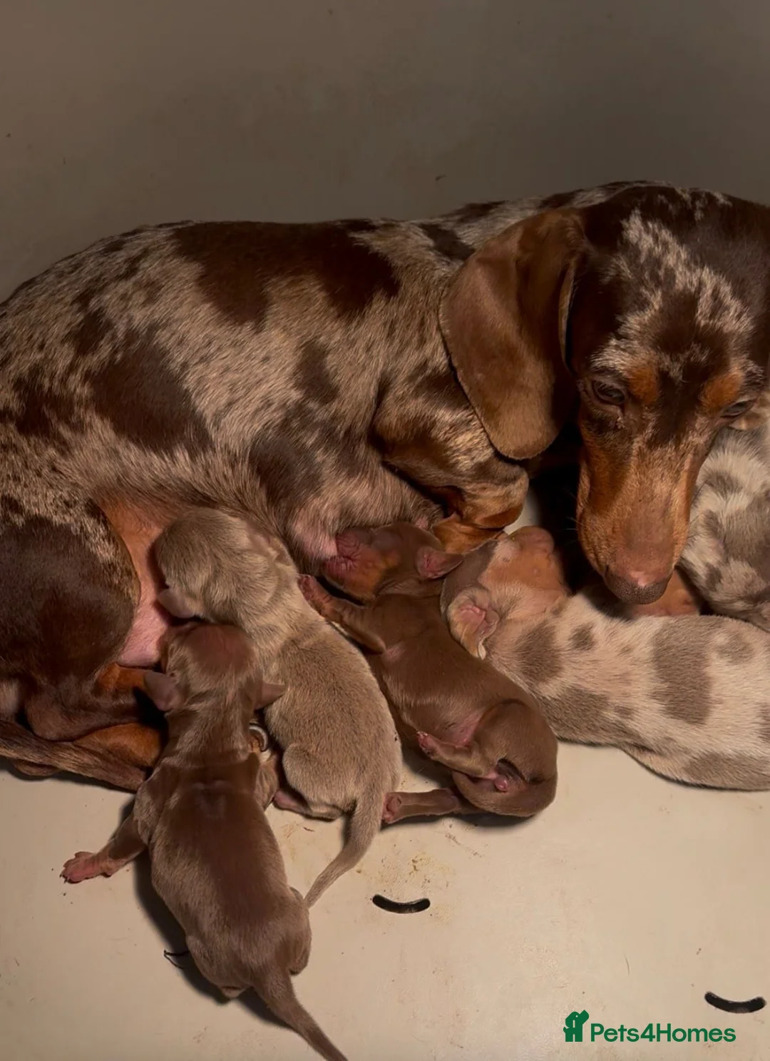 Miniature Dachshund dogs for sale: Miniature Dachshund Puppies  - Advert 12