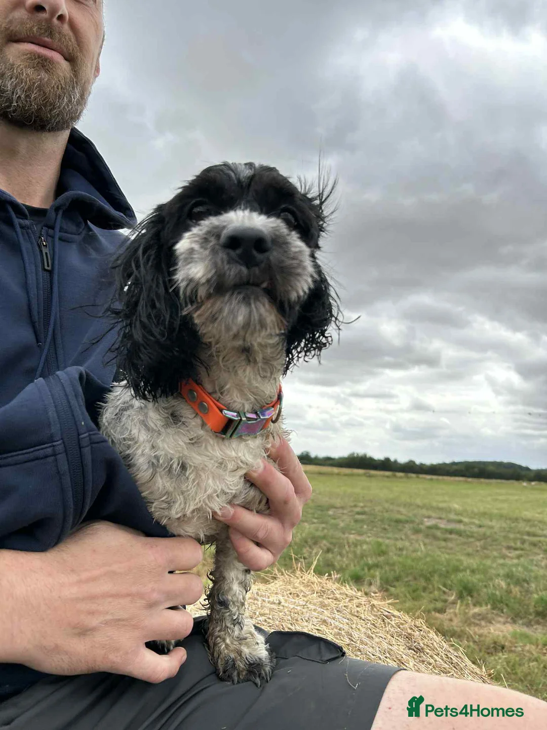 Mixed Breed dogs for sale: F1b Cocker Tzu Puppies - Advert 11