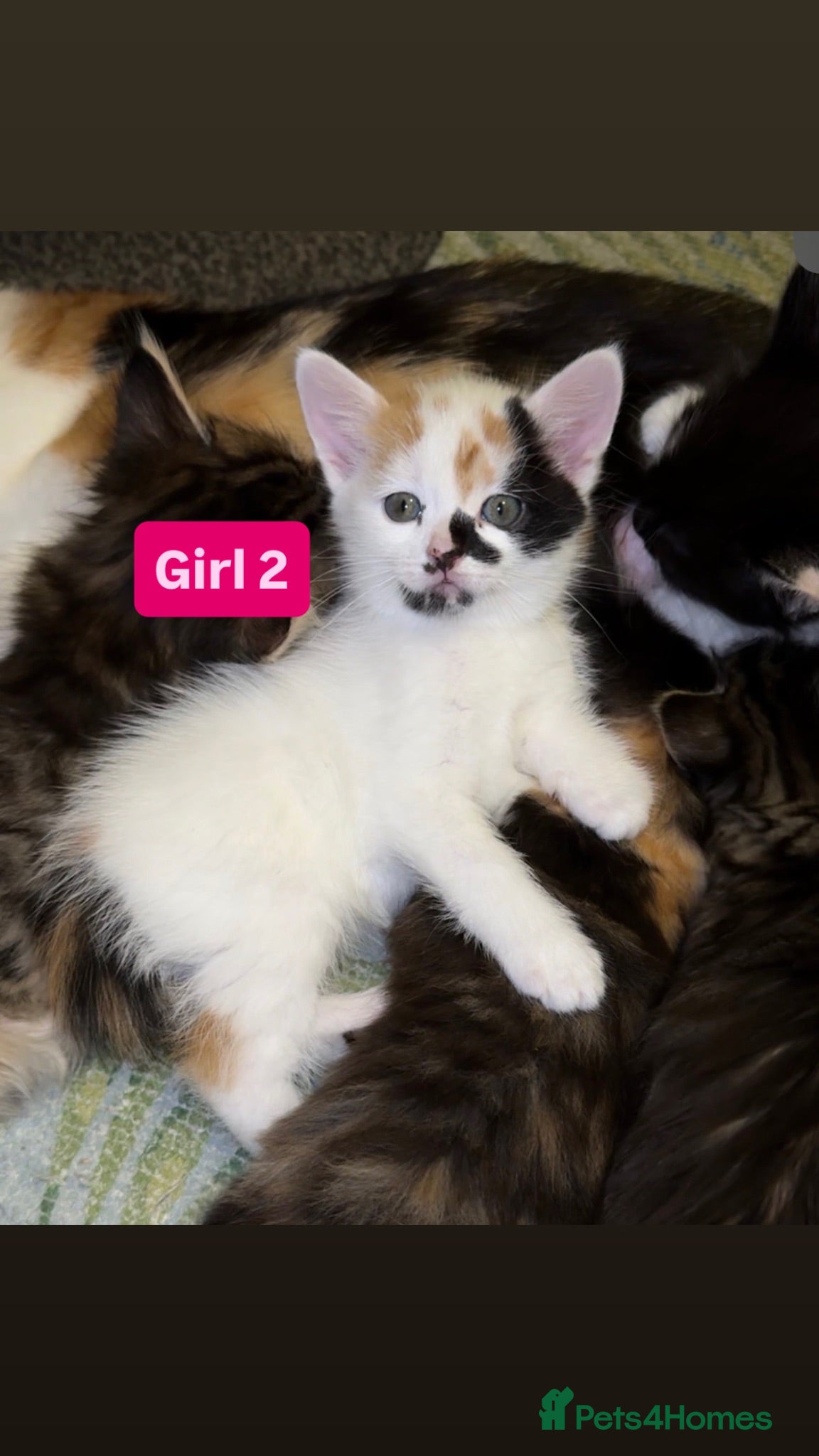 Mixed Breed cats 🐾 2 Beautiful Fluffy Kittens Still Available  - Advert 1
