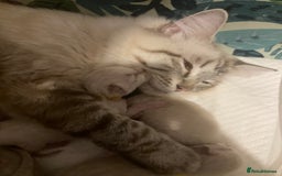 Ragdoll cats for sale: GCCF Registered Ragdolls  - Image 2
