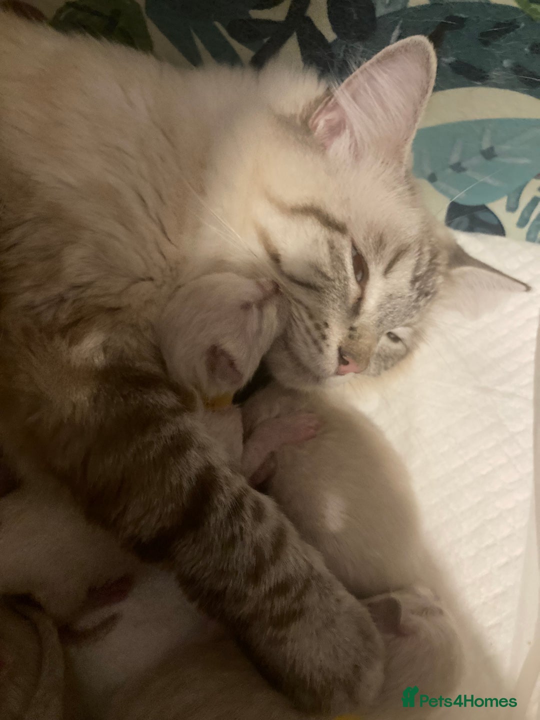 Ragdoll cats for sale: GCCF Registered Ragdolls  - Image 2