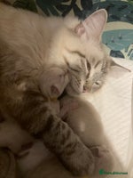 Ragdoll cats - Advert 6