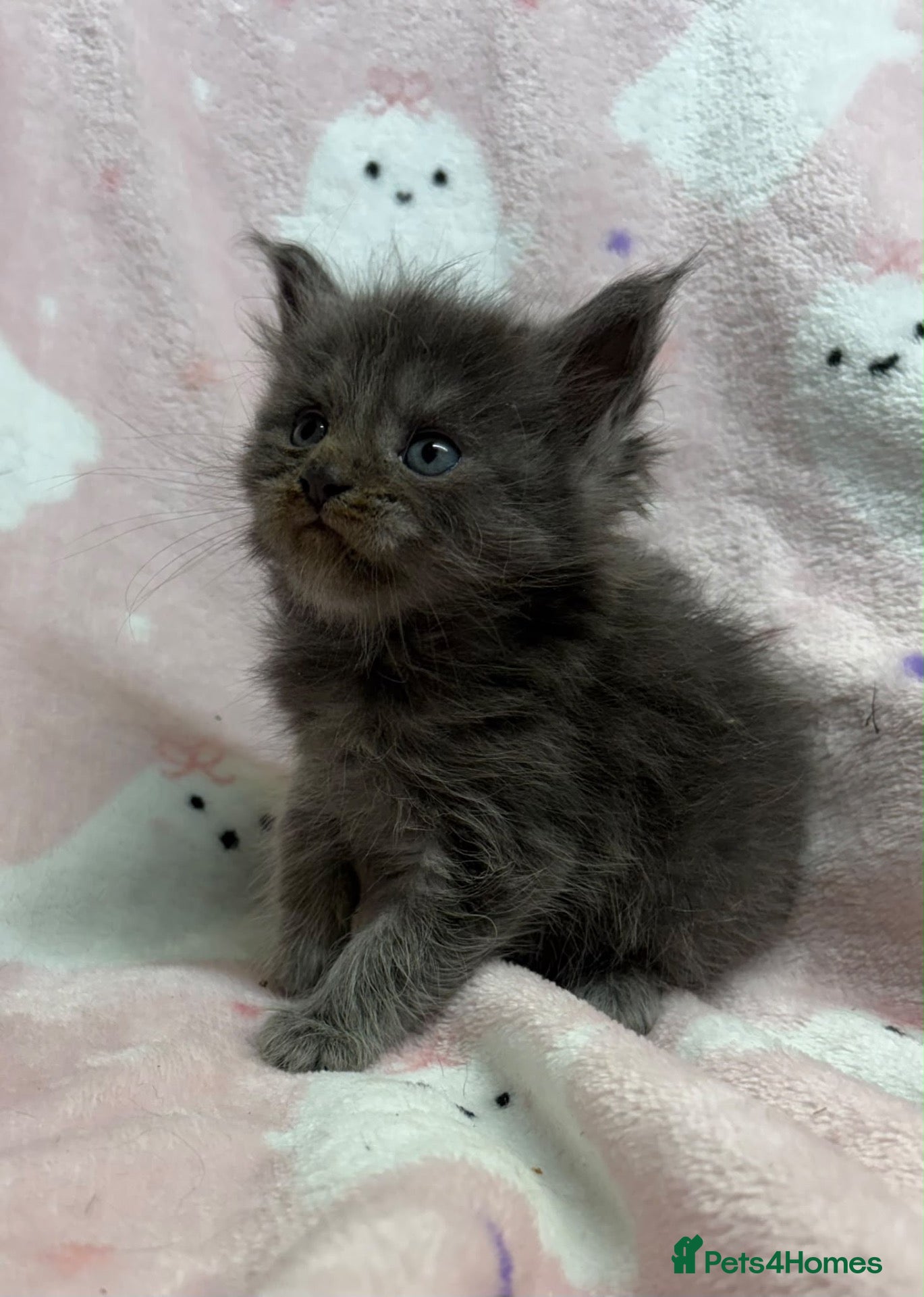 Maine Coon cats  OLISTARS KITTENS AVAILABLE TO RESERVE  - Advert 2