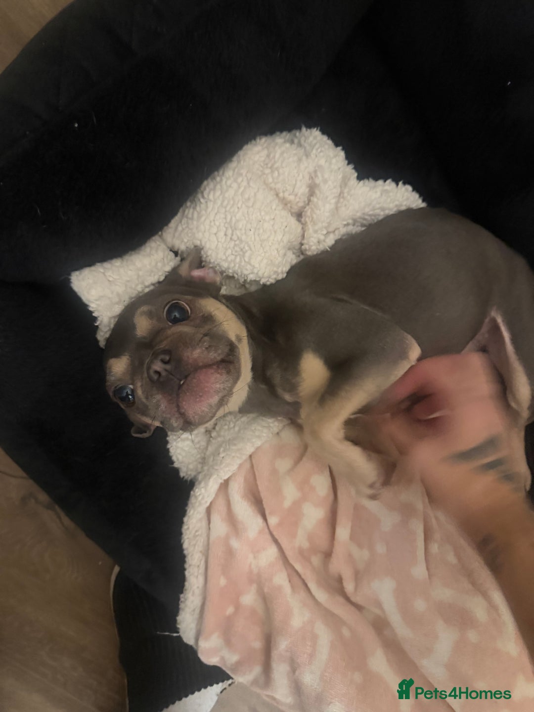 French Bulldog dogs for sale: French bulldog  - Advert 3