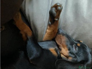 Miniature Dachshund dogs in Doncaster - Advert 22