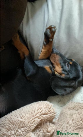 Miniature Dachshund dogs in Doncaster - Advert 1