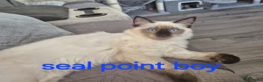 Ragdoll 5