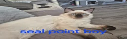 Ragdoll cats for sale: Gorgeous fluffy seal point and mink ragdolls   - Advert 6