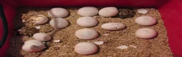 Hermann Tortoise reptiles for sale: Baby Hermann & Spur-thigh Tortoises for sale - Advert 8
