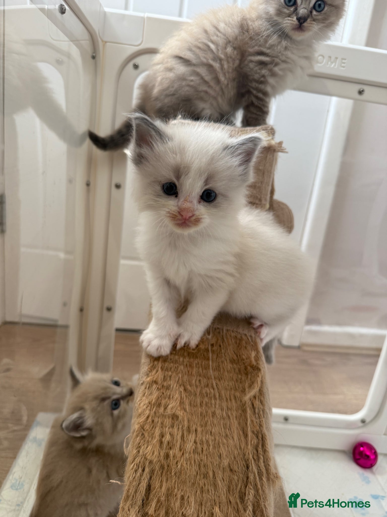 Ragdoll cats 4 male ragdolls  - Advert 18