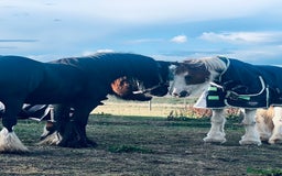 Irish Cob horses for sale: Cherry 🍒 132 skewbald mare (companion) - Image 2